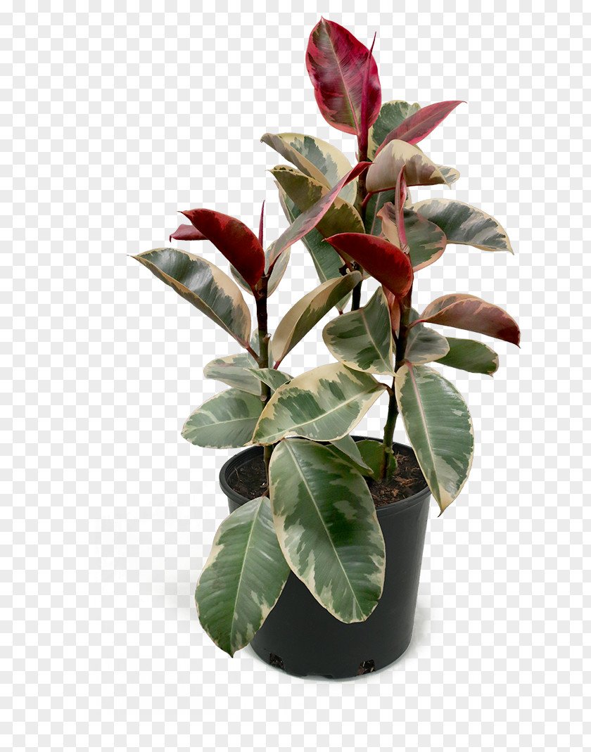 Anthurium Plant Trees Cartoon PNG