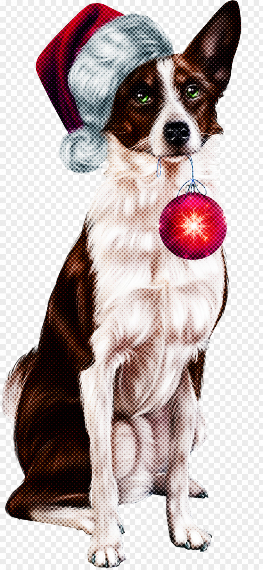 Border Collie PNG