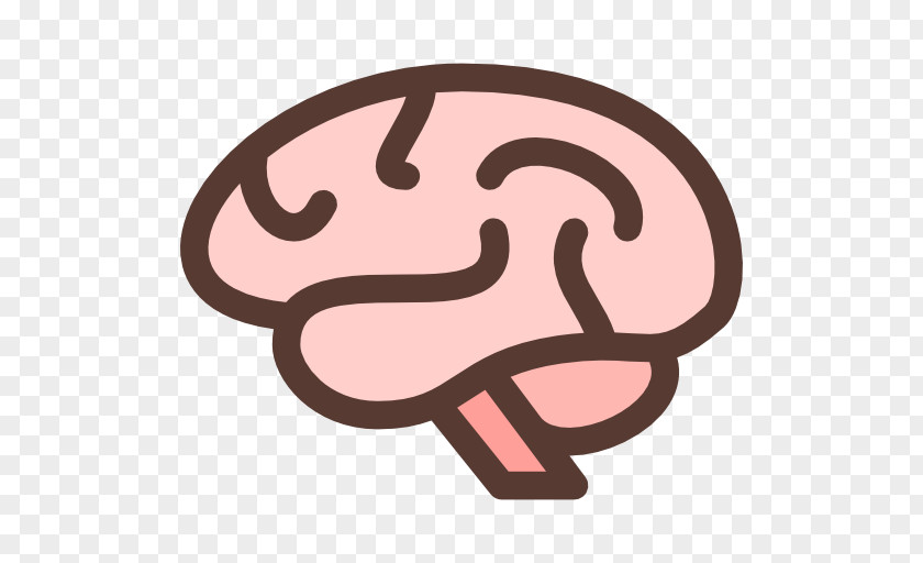 Brain Human Image PNG