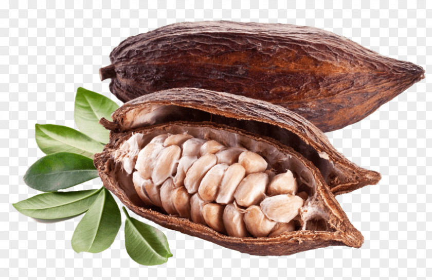Chocolate Cocoa Bean Cacao Tree Stock Photography PNG