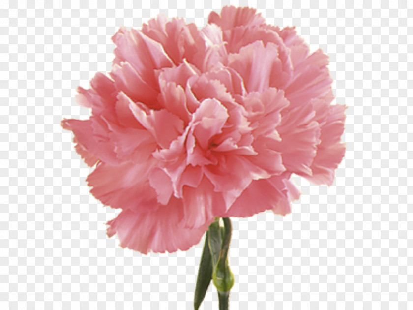 Flower Roadrunner Florist Carnation Birth Pink PNG