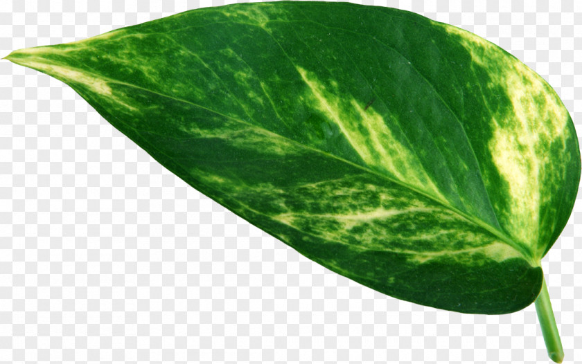Leaf Swiss Cheese Plant Leaves Stoma PNG