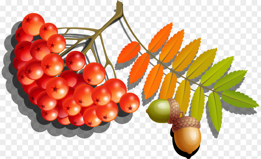Autumn Berries Vector Material Free Dig Euclidean PNG