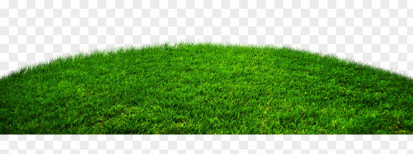 Da Lawn Wheatgrass Artificial Turf PNG