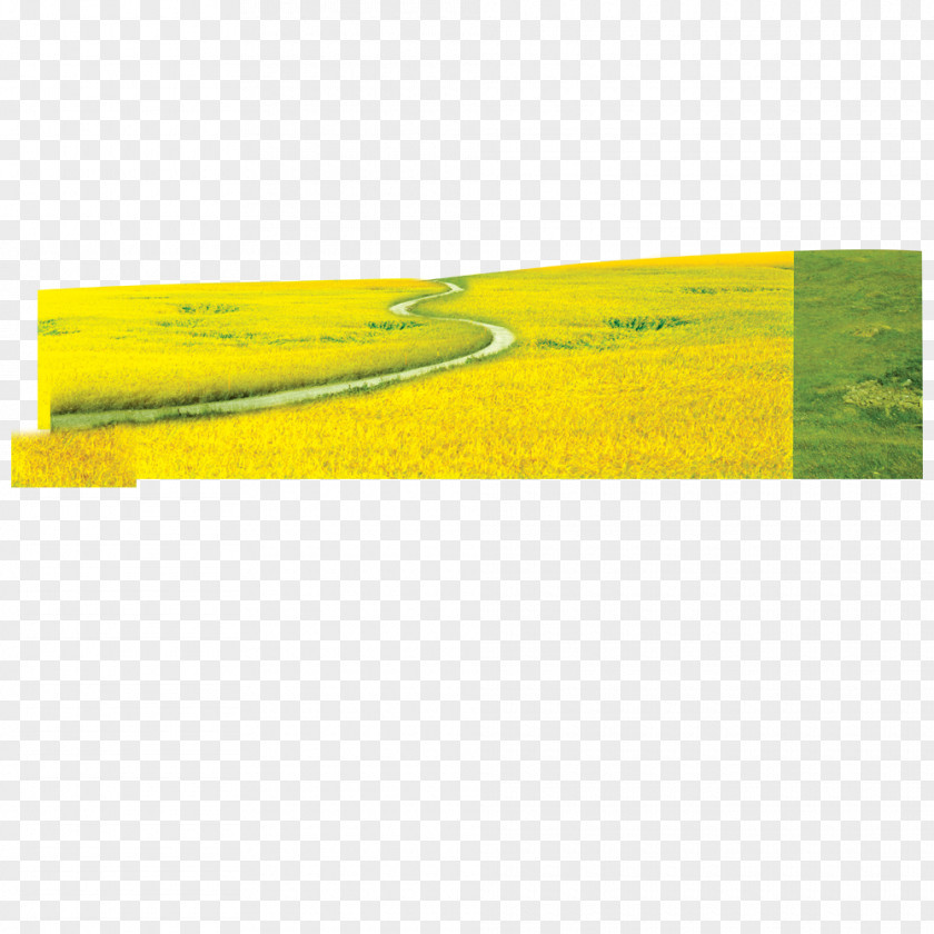 Grass Background Yellow Lawn Green PNG