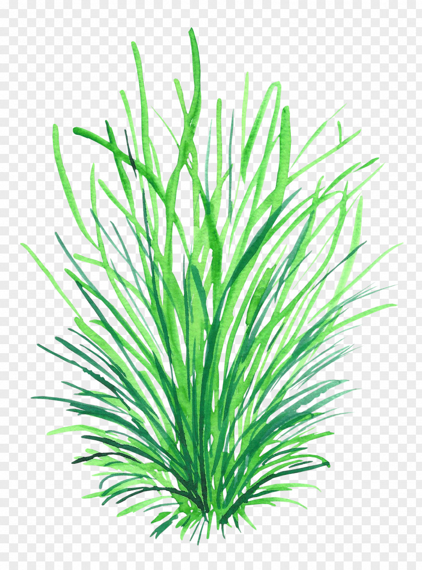 Hand-painted Grass Computer Graphics Drawing PNG