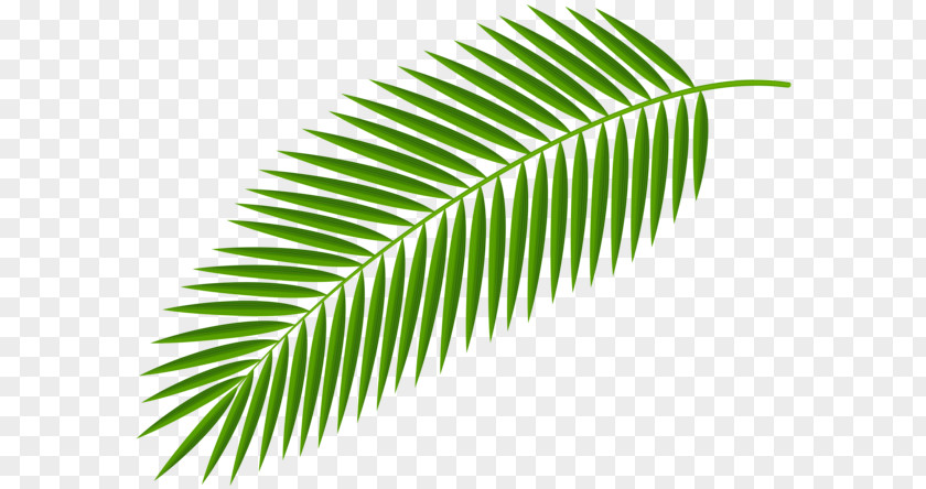 Palm Branch Desktop Wallpaper Arecaceae Clip Art PNG