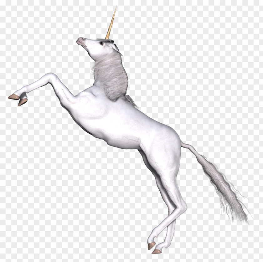 Unicorn Fairy Tale Mythology PNG