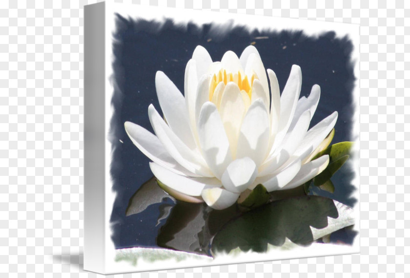 Water Lilies Aquatic Plants Flower White PNG