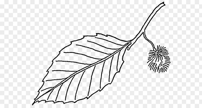 Leaf Beech Tree Clip Art PNG