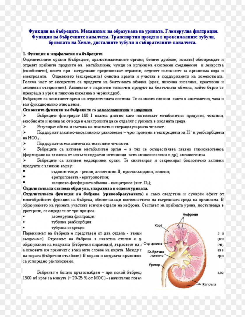Line Document Organism Diagram Kidney PNG