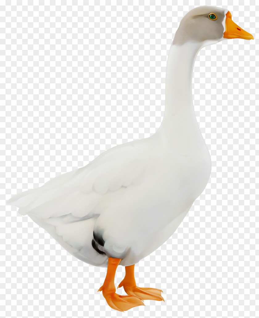 Mallard Livestock Bird Duck Beak Water Goose PNG