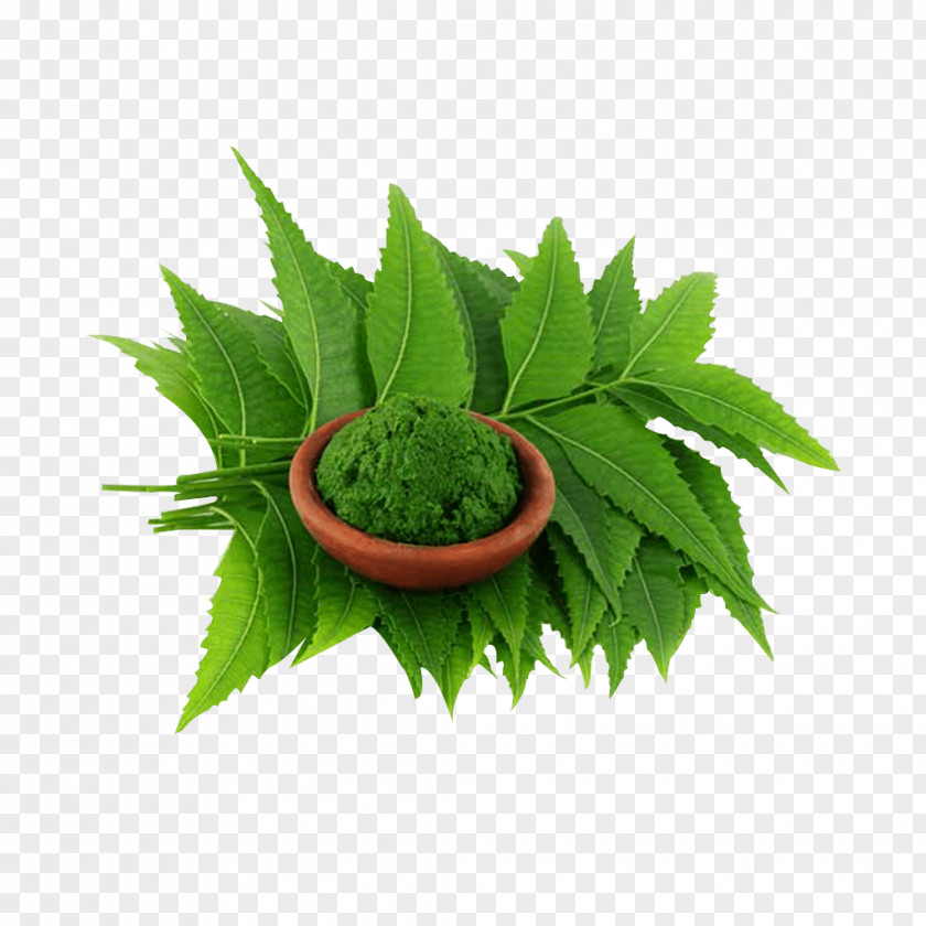 Neem: A Tree For Solving Global Problems Neem Oil Extract Plant Amazon.com PNG