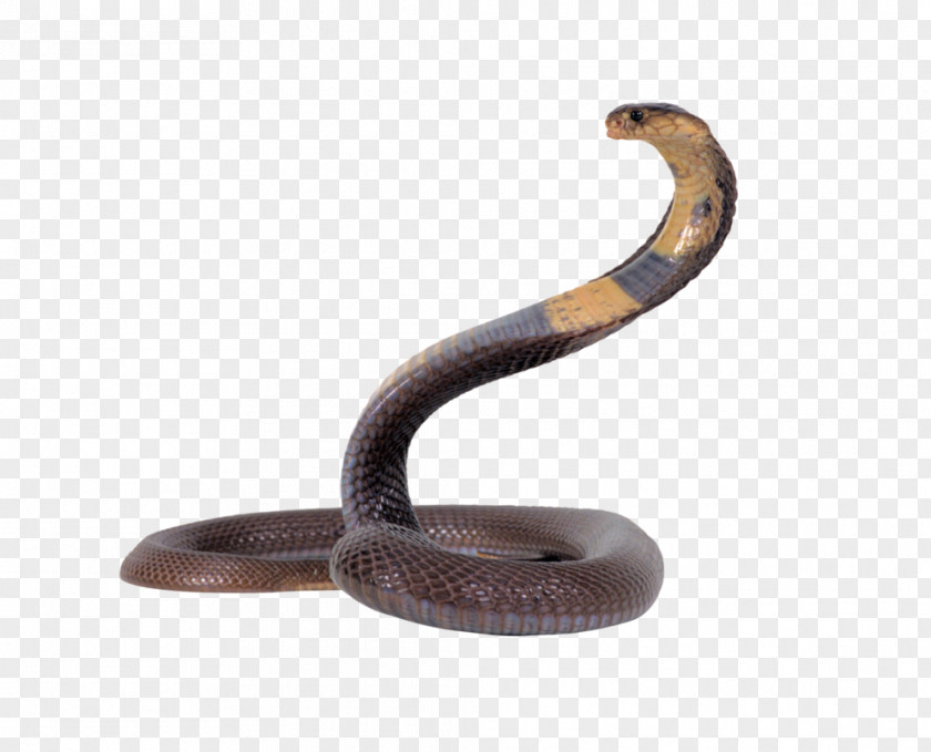 Snake Transparent Egyptian Cobra Reptile King PNG