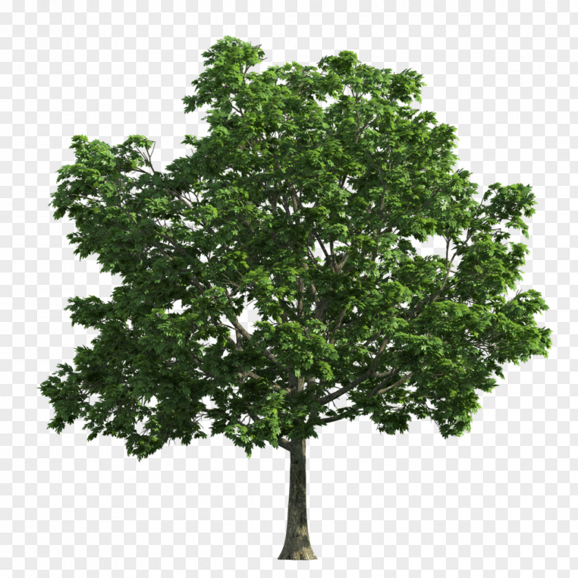 Tree Oak Deciduous Clip Art PNG