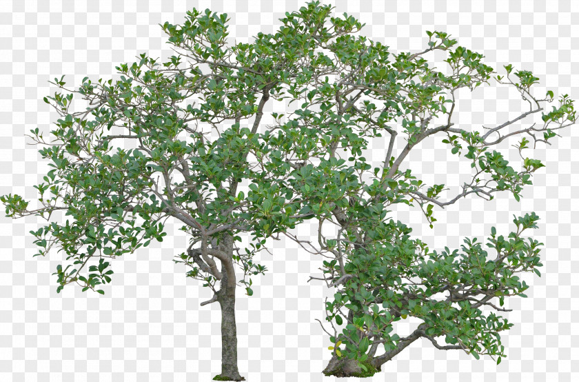 Tree Woody Plant Shrub PNG