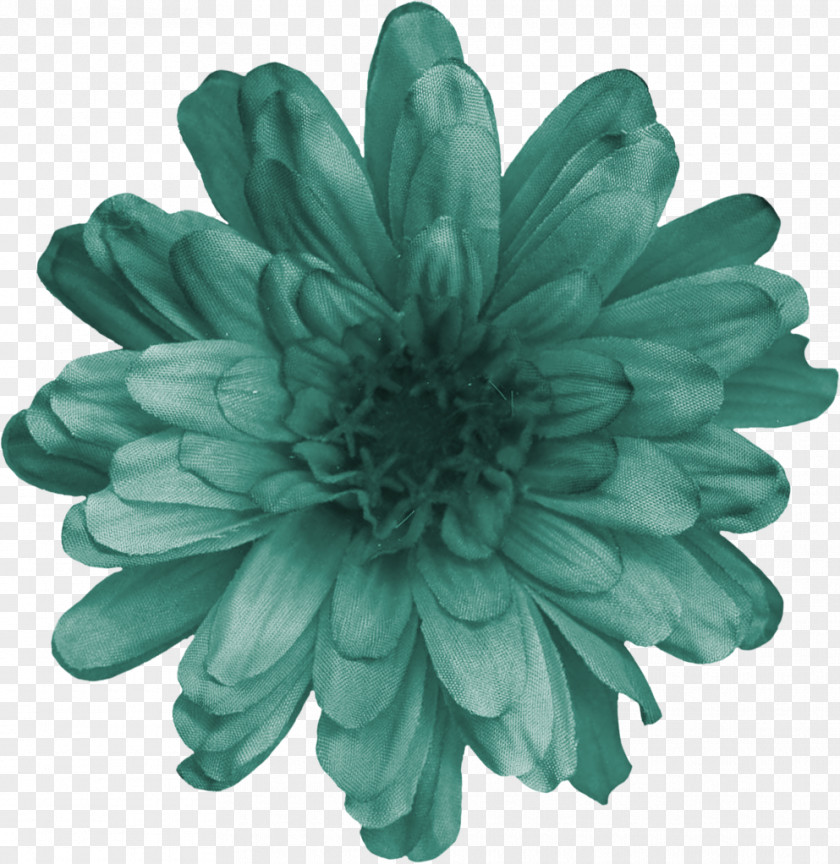 Chrysanthemum Cut Flowers Turquoise PNG