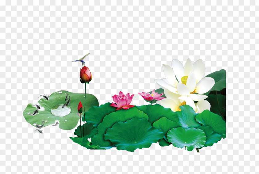 Culture Lotus Nelumbo Nucifera Lianchitang Download Computer File PNG