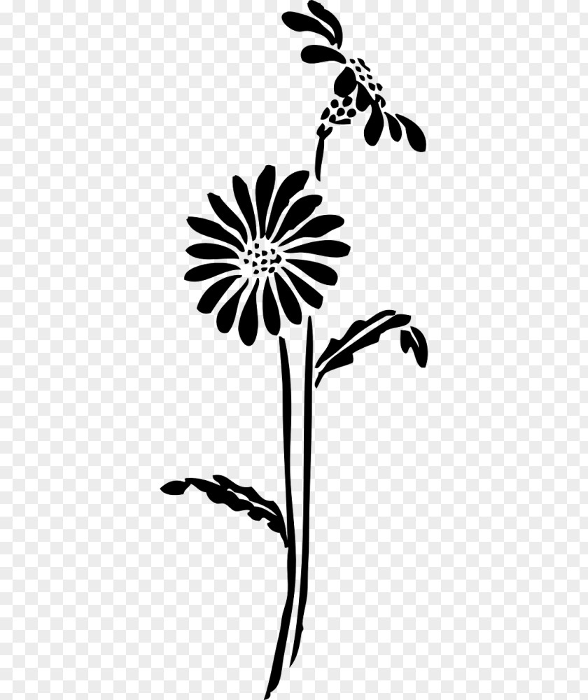 Daisy Family Herbaceous Plant Drawing Of PNG