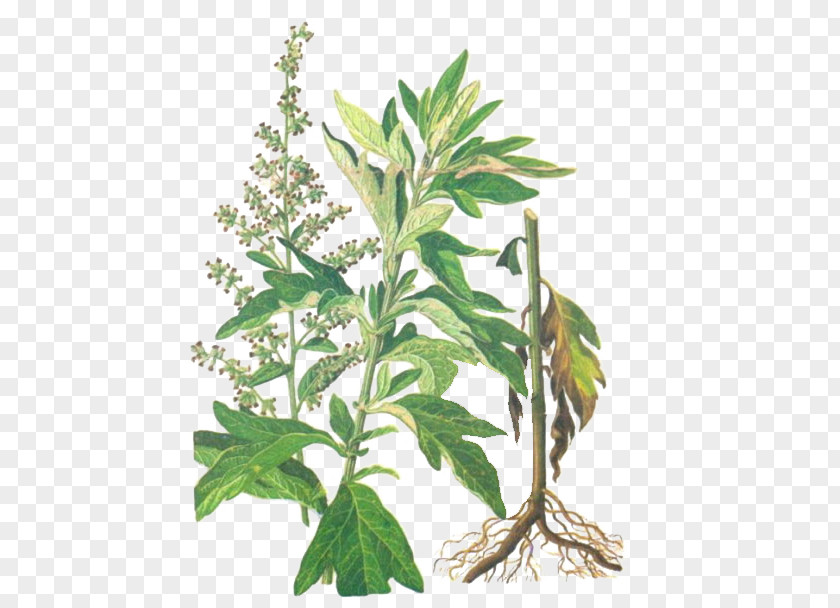 Hand-painted Grass Sticks Artemisia Argyi Tarragon Leaf Herbaceous Plant U7aefu5348 PNG