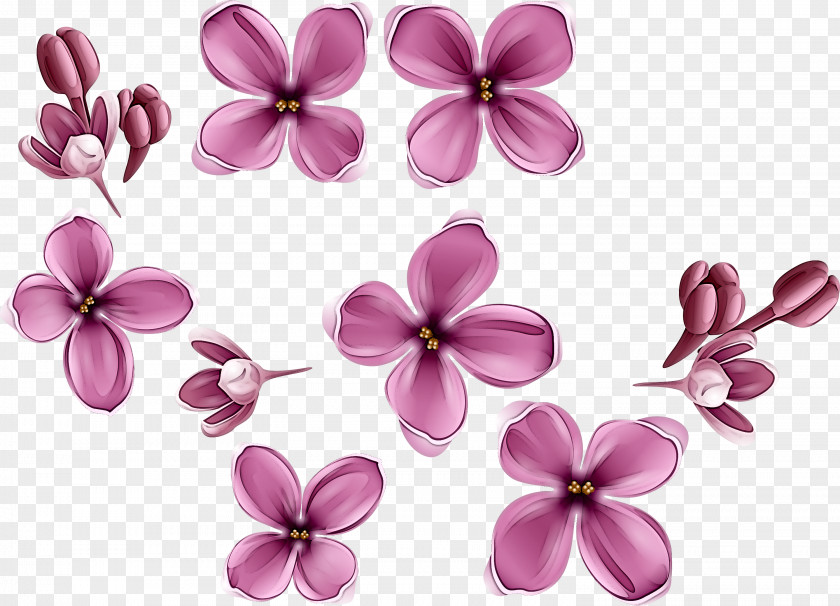 Petal Pink Flower Lilac Plant PNG