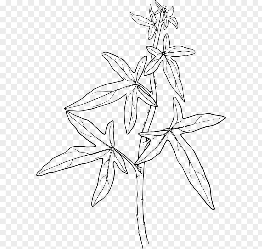 Plant Ivy Vine Clip Art PNG