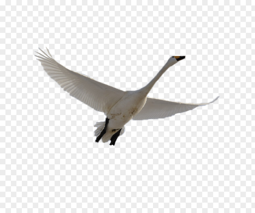 Swan Cygnini Goose Bird Domestic PNG