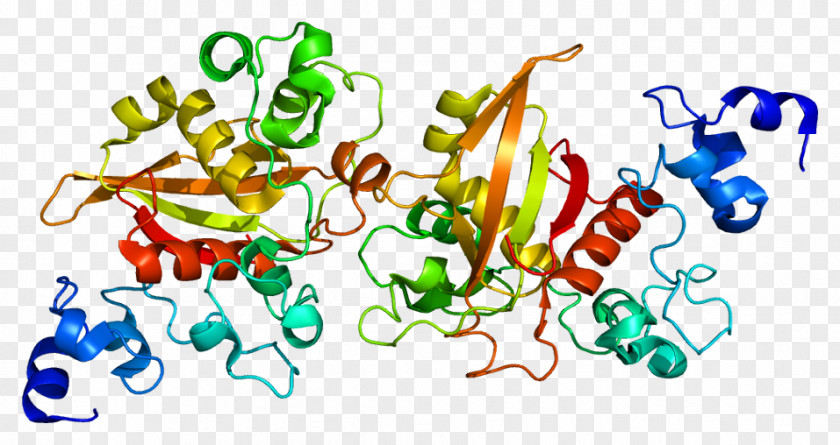 The Expression Of Notch 2 Signaling Pathway Gene Proteins DLL3 PNG
