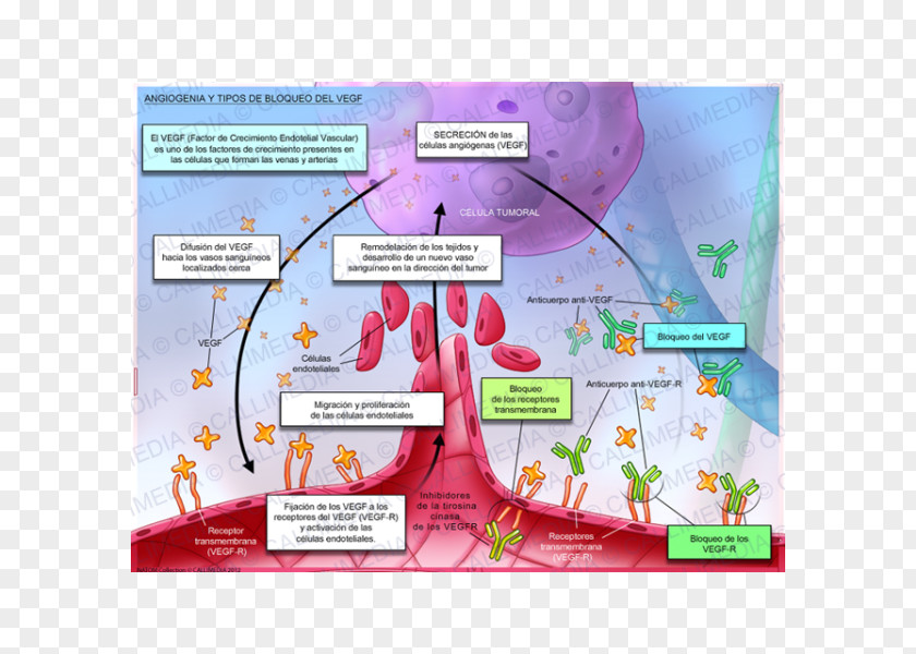 Vascular Angiogenesis Endothelial Growth Factor VEGF Receptor Physiology PNG