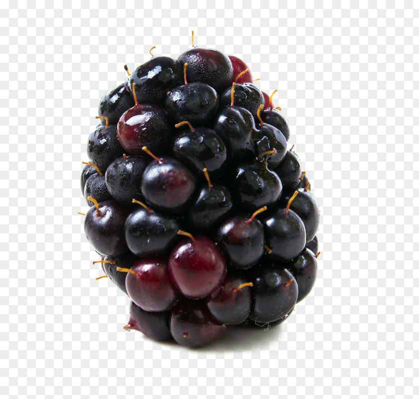 Berries Boysenberry Food Blackberry Kotataberry PNG