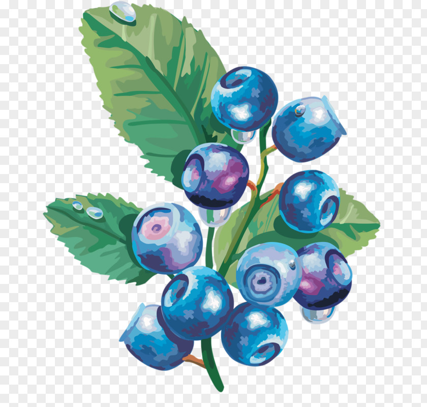 Blueberry Bilberry PNG
