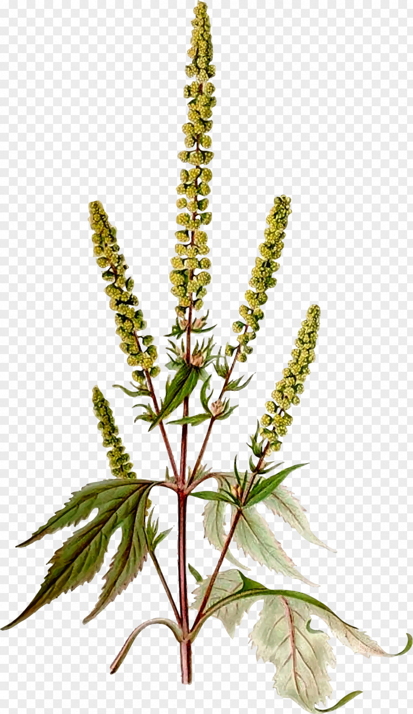 Flower Giant Ragweed Western Annual Plant PNG