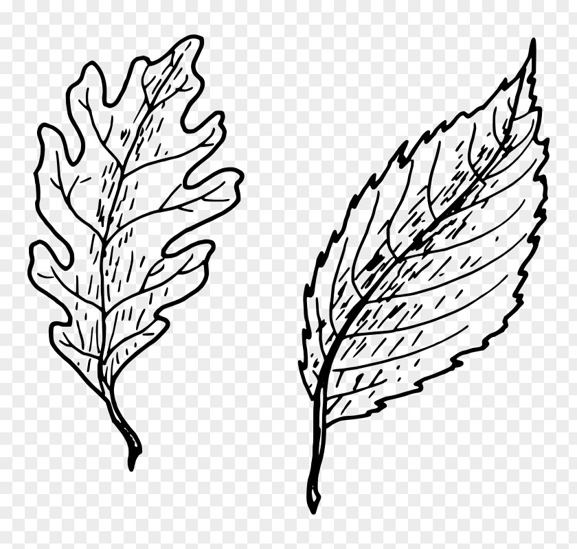 Leaf Petiole Drawing Clip Art PNG