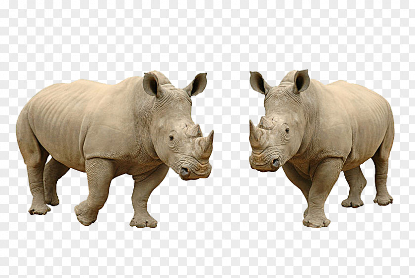 Tropical Rhino White Rhinoceros Hippopotamus Lion Stock Photography PNG
