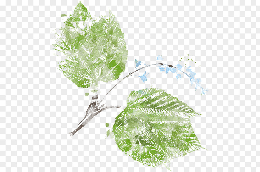 Croquis Leaf Fotolia PNG