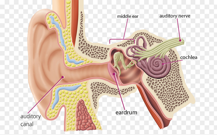 Ear Hearing Brain Cochlear Nerve Auditory System PNG