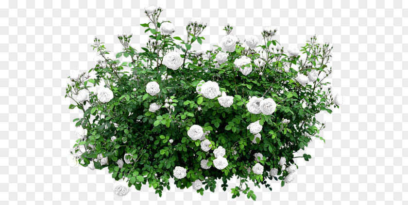 Flower Shrub Rose Tree PNG