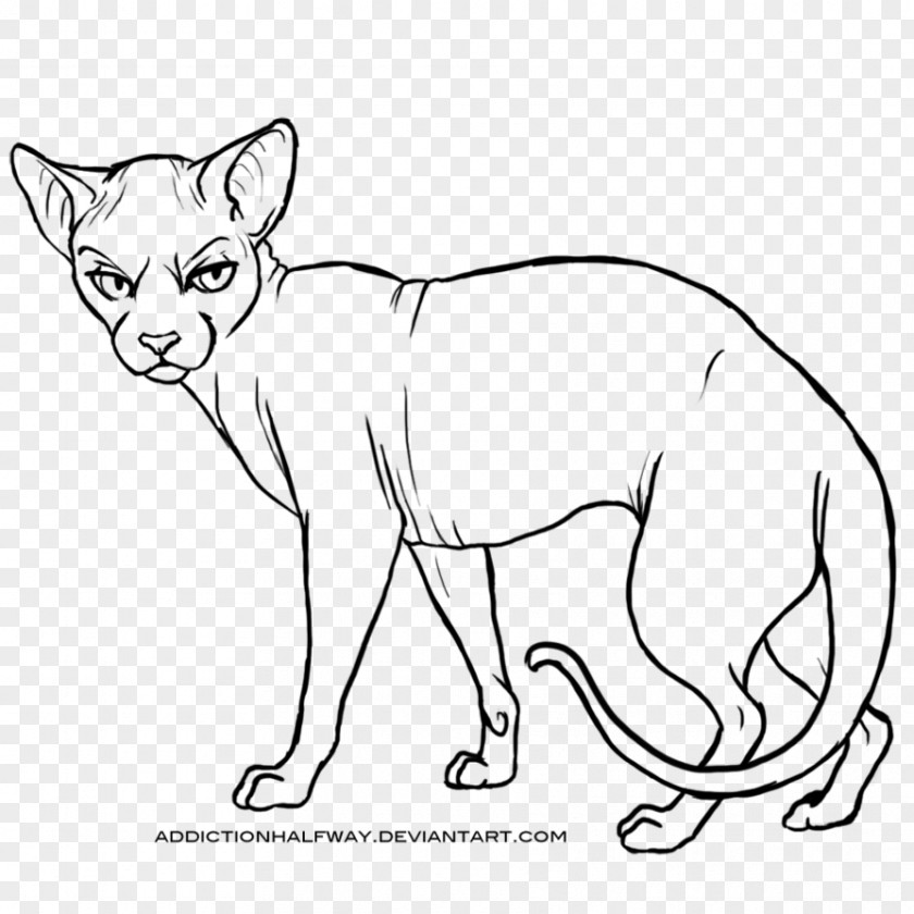 Sphynx Cat Whiskers Wildcat Line Art PNG