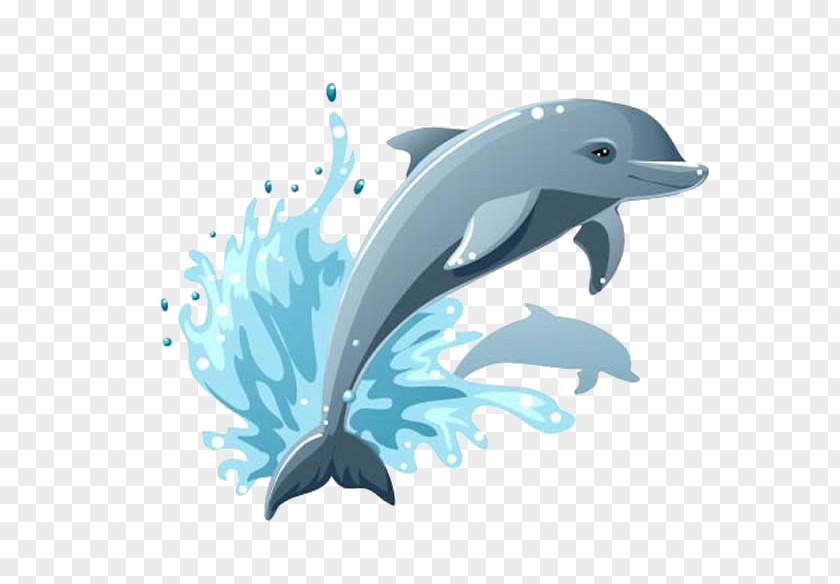 Striped Dolphin Spotted Cartoon PNG