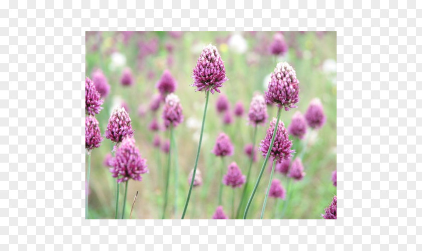 Bulb Onion English Lavender Chives Subshrub Annual Plant PNG