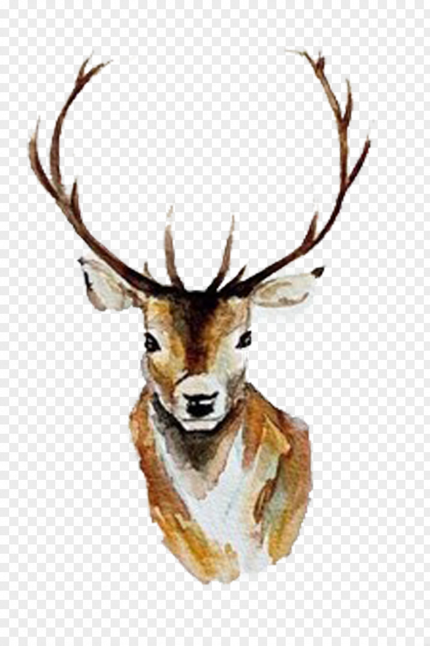 Yellow Christmas Deer Picture Material White-tailed Watercolor Painting Antler PNG