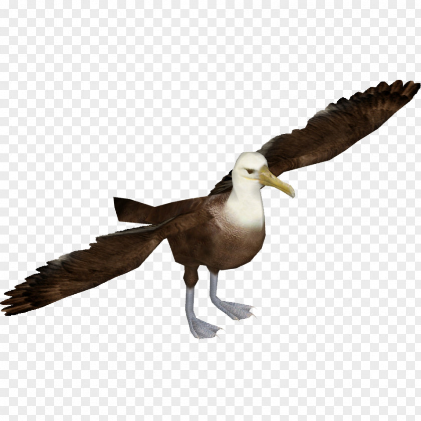 Albatross Seabird Waved Zoo Tycoon 2 PNG