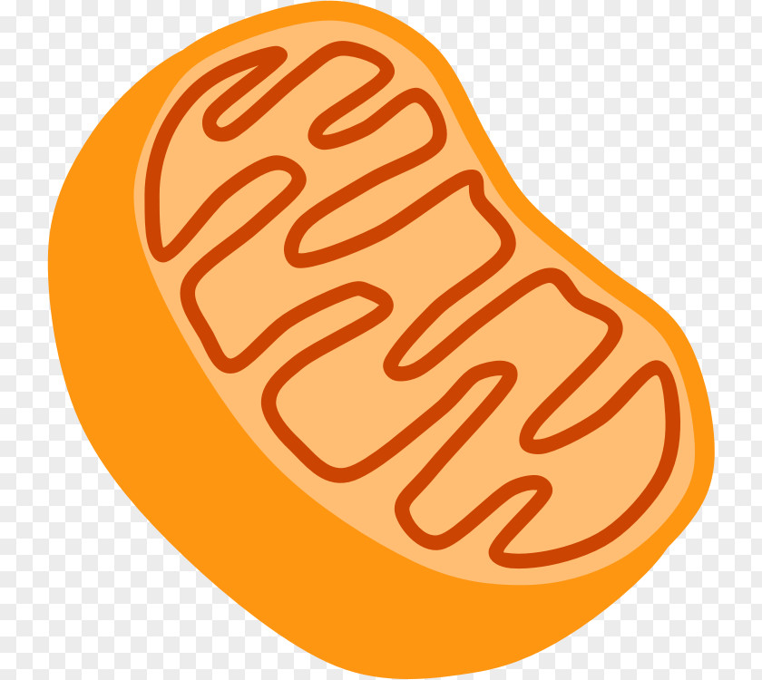 Cell Cartoon Mitochondrion Organelle Clip Art PNG