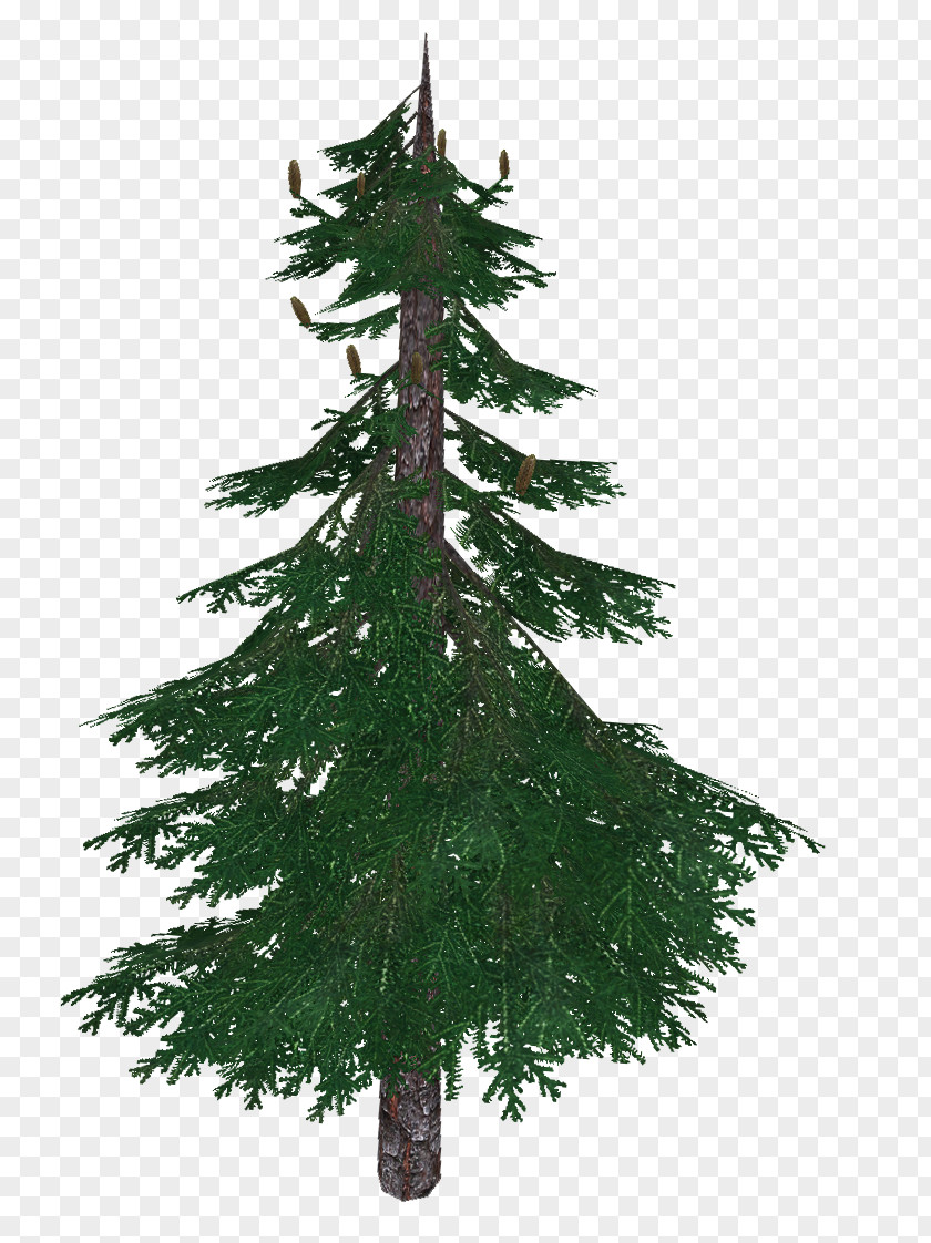 Christmas Tree Spruce Fir Larch Pine PNG