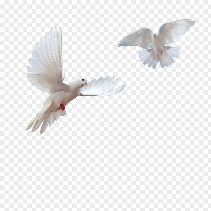 Doves Flying In Sky Public Speaking: Beyond Fear Eulogy: More Than A Speech Wedding Speeches The First Five Years: Port Hedland 1965-1970 Advanced Speaking Concepts PNG