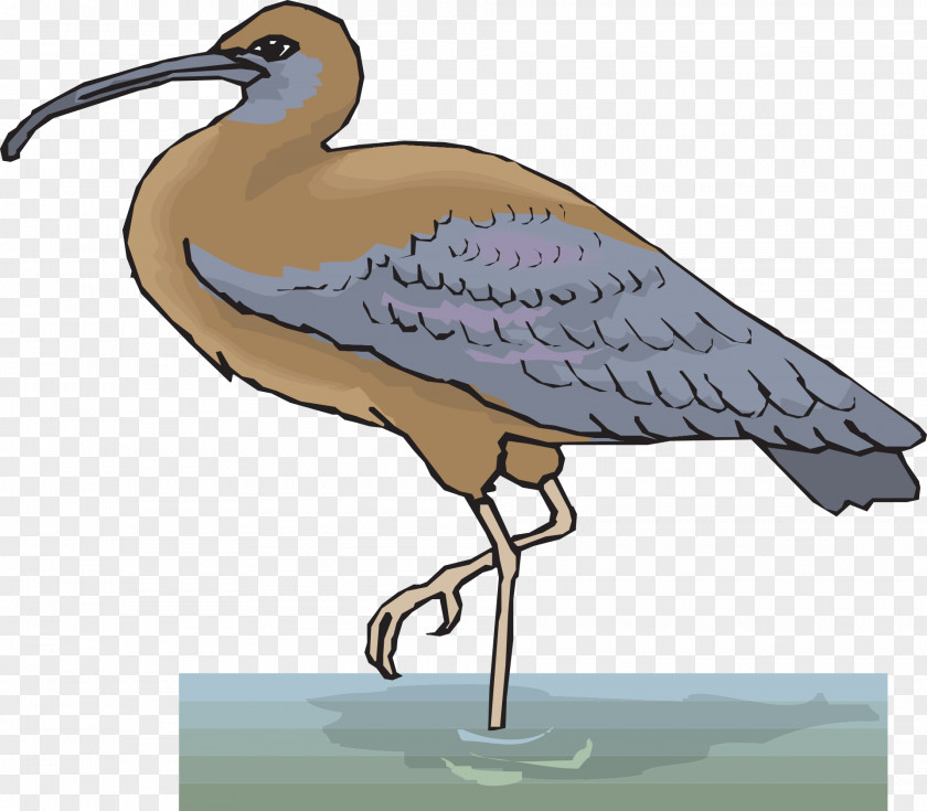 Legs Ibis Bird Clip Art PNG