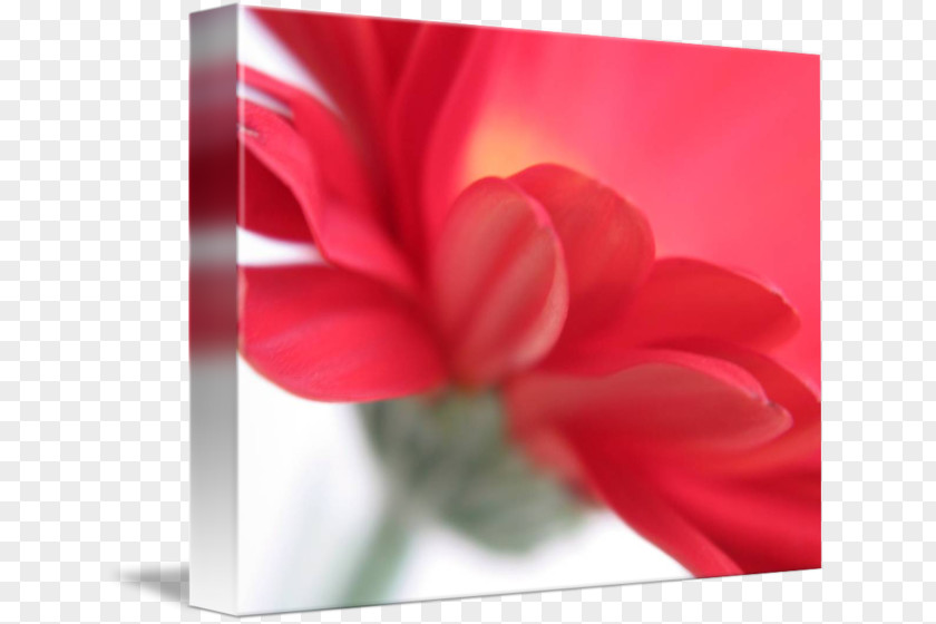 Rose Family Gallery Wrap Red Canvas Art PNG