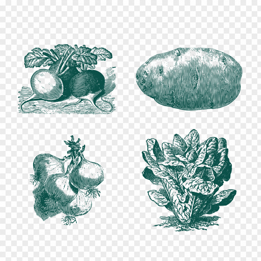 Vegetable Sketch Euclidean Vector PNG