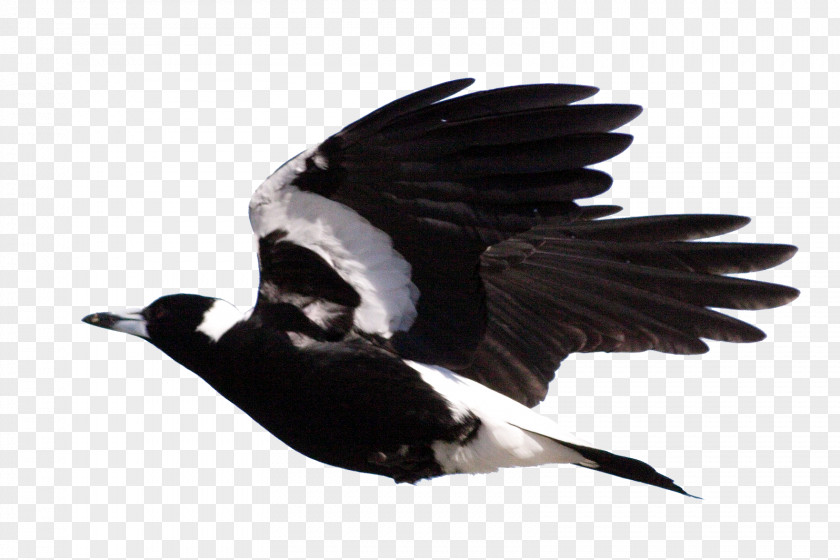Bird Rockingham Regional Environment Centre Australian Magpie Crow PNG