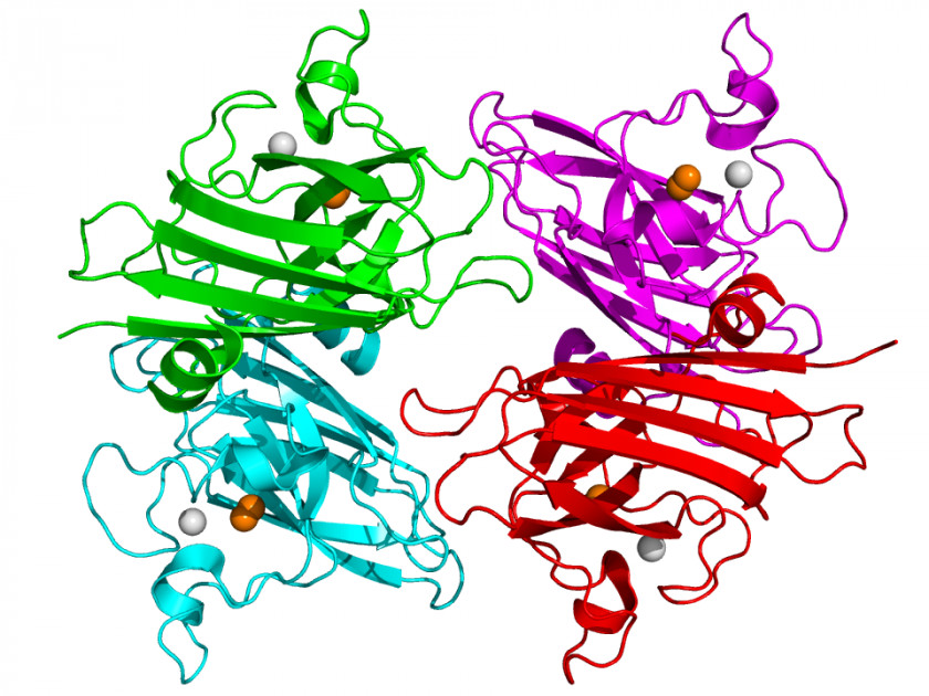 E Coli Cartoon Superoxide Dismutase Enzyme SOD1 Disproportionation PNG